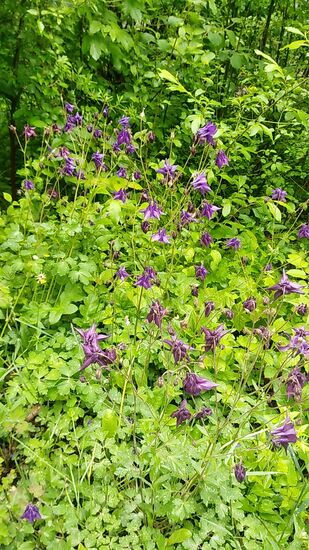 Und die Form der Blätter des ganzen Strauchwerks erhärten meinen "Akeleienverdacht" !