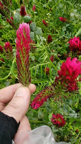 Eine mir unbekannte ästhetische Schönheit.
Ich verbessere: Durch Zufall bin ich durch Wikipedia belehrt worden, daß es sich hier um Inkarnat-Klee, auch Blut-, Rosen- oder italienischer Klee handelt und als Zwischenfrucht-Futterpflanze genutzt wird. Für den Menschen ist er auch essbar, wobei sich der geröstete Samen gut für Salate eignet.
Zuletzt wird er auch für Gründüngung und Erosionsschutz eingesetzt.