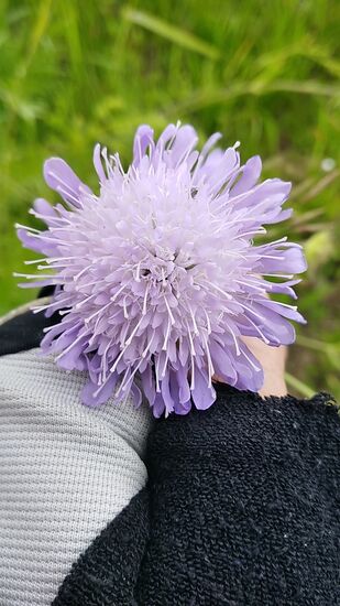 Klee in einer seiner bekannteren Erscheinung.