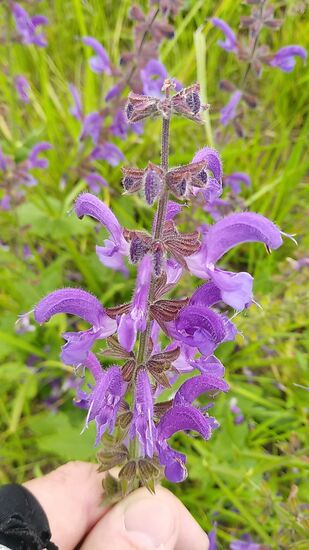 Und bei einer Taubnessel komme ich natürlich seit meiner Kindheit nicht umhin, einige Blüten herauszuziehen und vom süßen Nektar am Blütenansatz zu kosten.
Muß einfach sein !