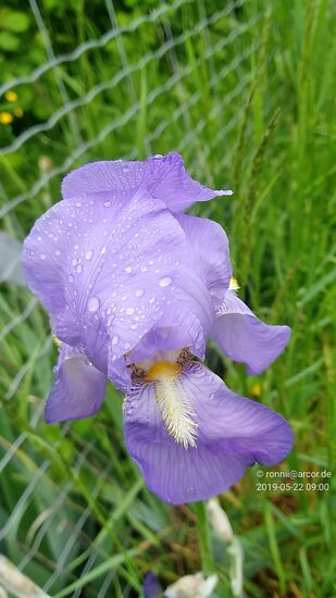 Ab heute also ästhetische Donau-Flora als Lesepausen-Indikator.