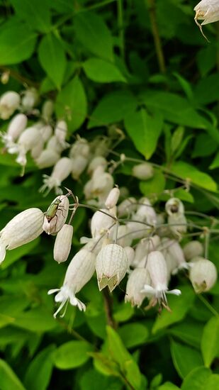 In Bildmitte links hat sich ein Käferchen auf einer Blüte niedergelassen.