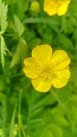 Inzwischen wieder auf dem Radweg situiert, gibt's, von der Schlinge aus wieder stromaufwärts in Bewegung befindlich, zwei floristische Einwürfe vom Wegesrand.