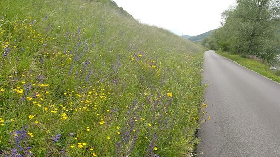 Blick zurück auf die bunt bestückte Dammleite.