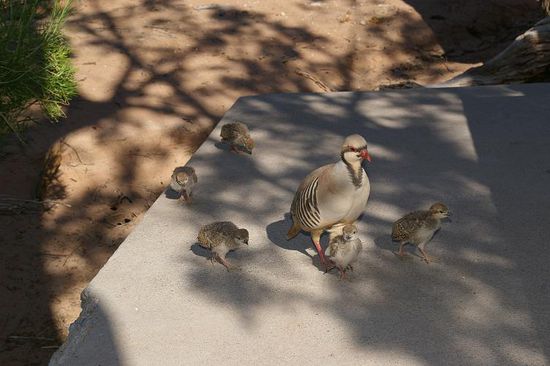 morgendlicher Besuch