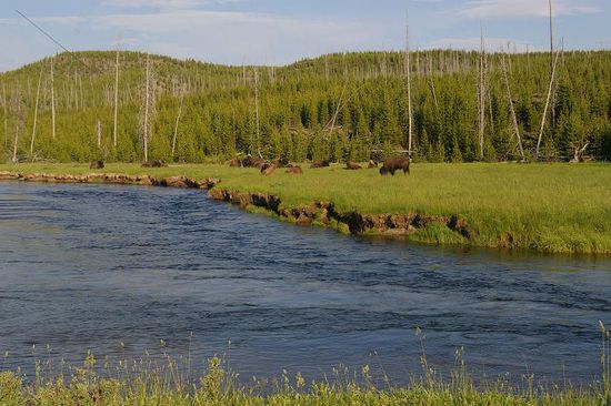 Büffelherde im Gibbon River im Yellowstone NP