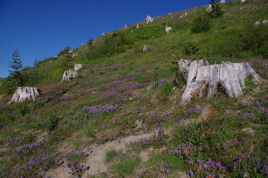 Johnston Ridge Observatory...