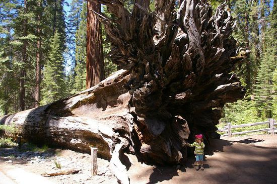 Sequoias - riesige Nadelbäume