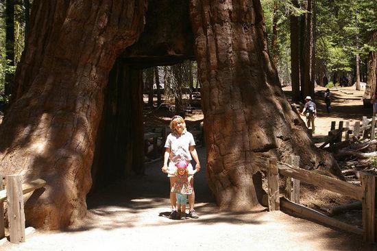 Tunnel Tree