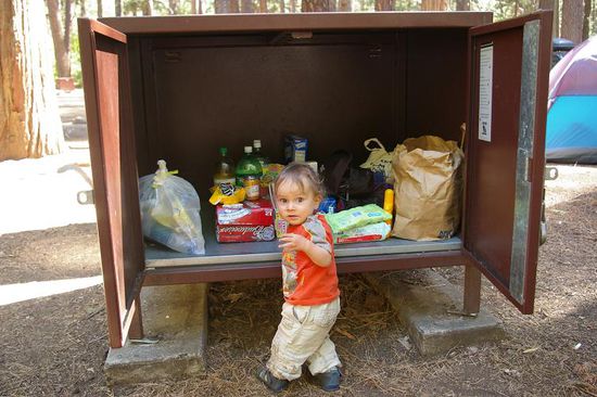 Mini-Bär räubert die Bear Box