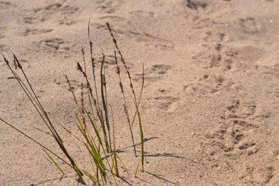 Geheimnisvolle Spuren im Sand...