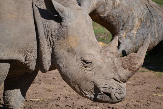 Eindrücke aus dem Wildlife Park
