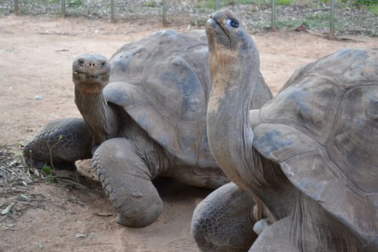 ...die größte Schildkrötenart