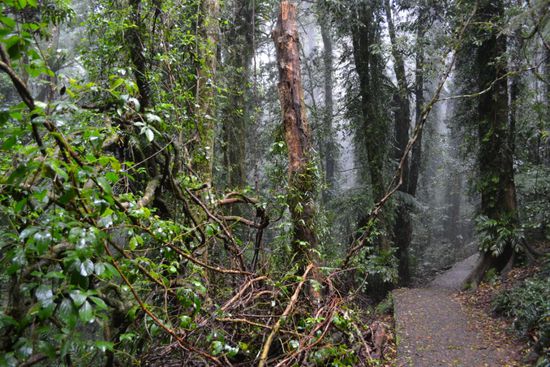 Unser Walk durch den tiefen Regenwald...