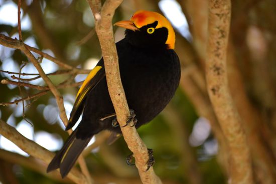 Das Wahrzeichen des Lamington NP...