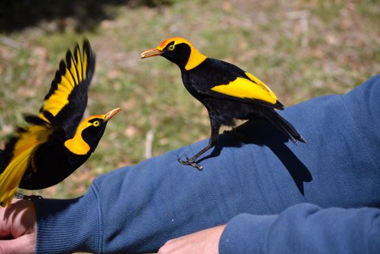 ... der 'Regent Bowerbird'