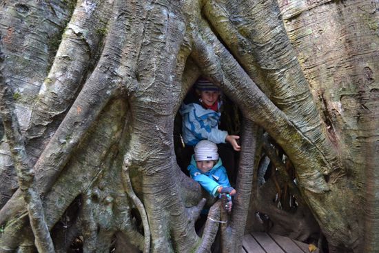 Tunnel Tree - ist innen hohl