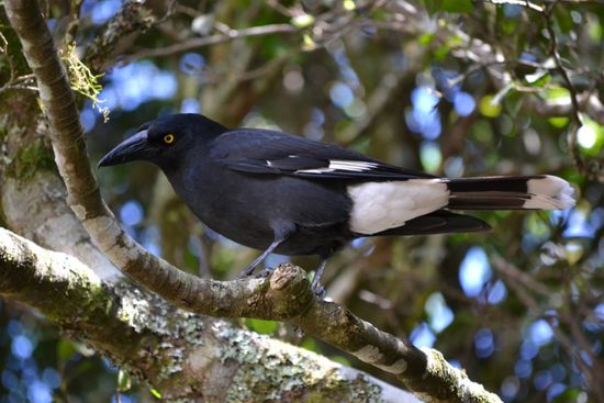 Viele weitere Vögel sind im Park zu sehen