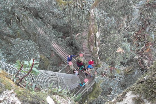 ...und steile Leitern auf dem TreeTopWalk