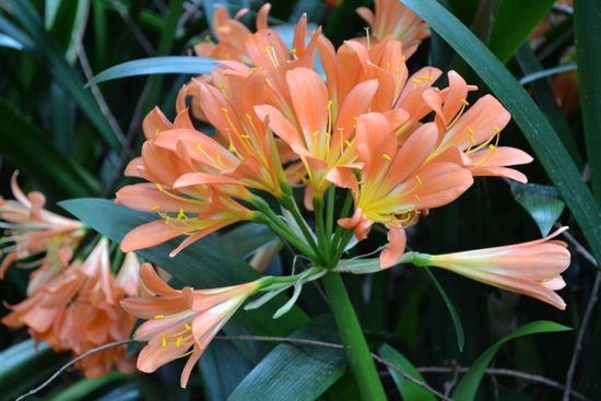 Mountain Botanic Garden