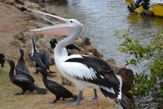 Nebenan warten die 'Abstauber'