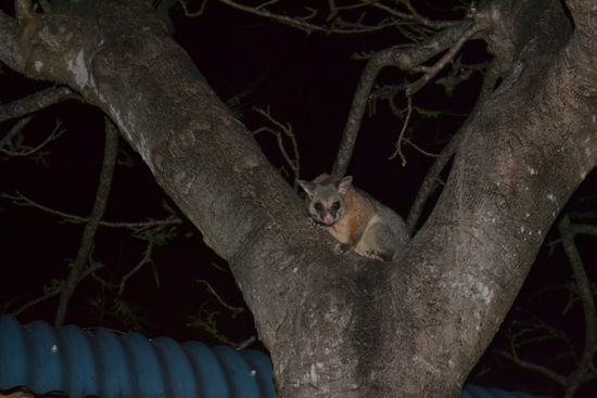 Possum is watching you