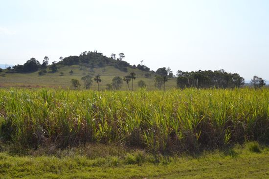 Endlose Zuckerrohrfelder rings um Mackay