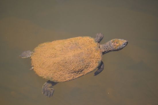 Freshwater turtles