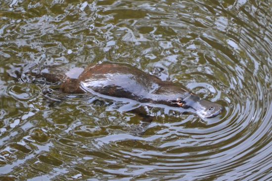 Platypus - Schnabeltier...