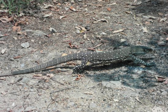 Kleiner Iguana - nur nen knappen Meter lang