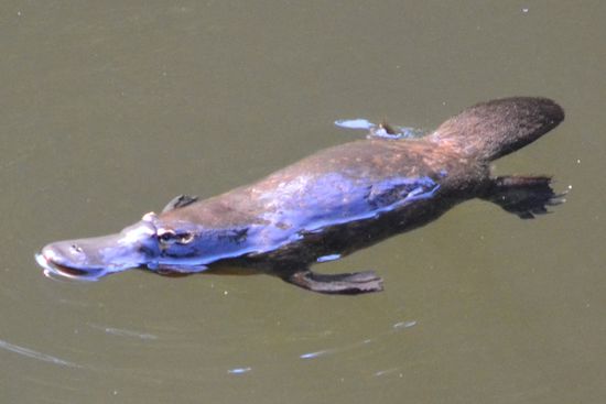 ...sehr scheu, aber lustig anzuschauen