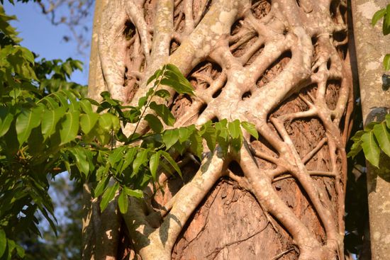 Host und Strawler tree