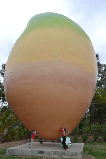 The big mango