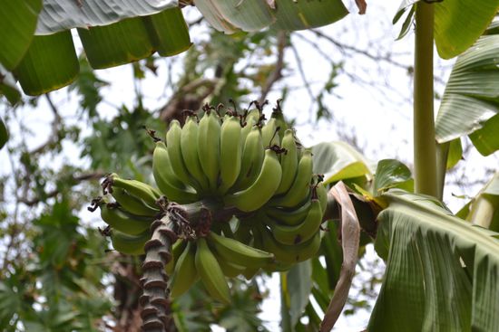 Bananen am Wegesrand