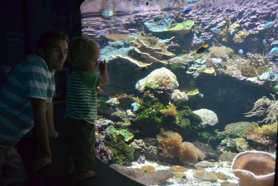 ...und Interessantes am Riff im Aquarium