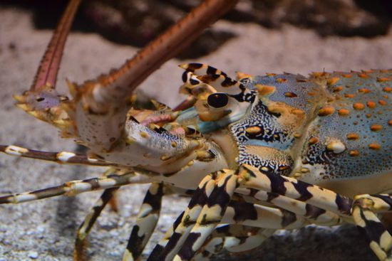 ...und buntes Unterwassergetier