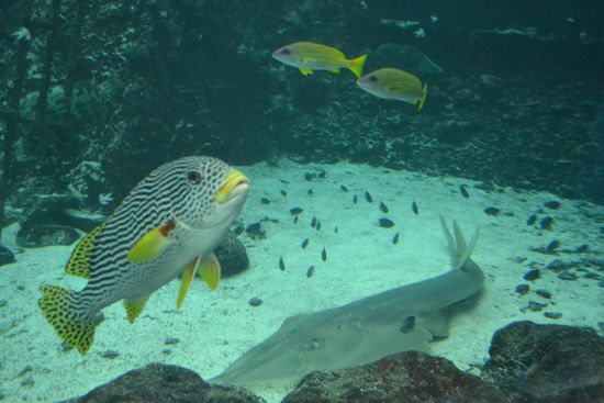 Am Boden ein größerer Rochen