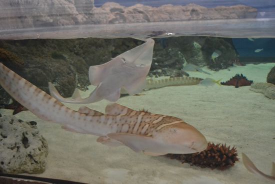 Leopard Hai und Rochen