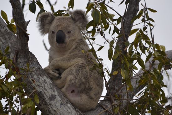 ...Koala's in den Baumwipfeln