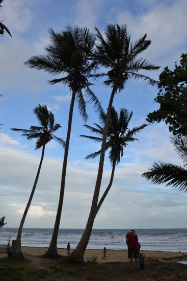 Tropical Mission Beach