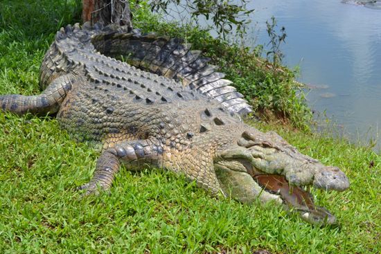 500kg schwerer Faulpelz