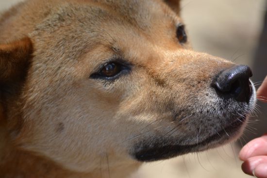 Wildhund - Australian Dingo