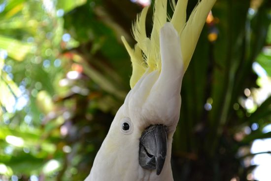 Yellow-crested Cockatoo