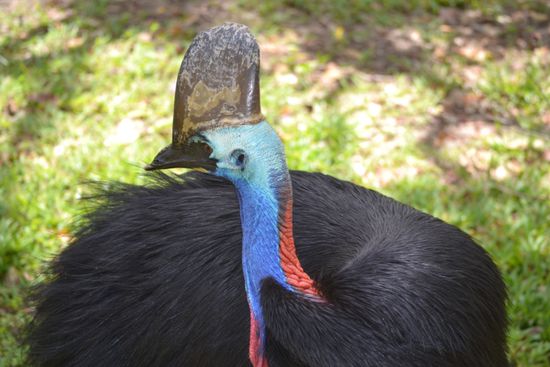 Cassowary - seltener Helmkasuar