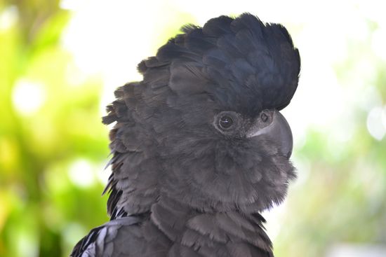 Red-tailed Black Cockatoo