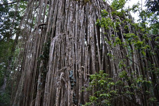 Curtain Fig Tree - Würgefeige wie ein Theatervorhang