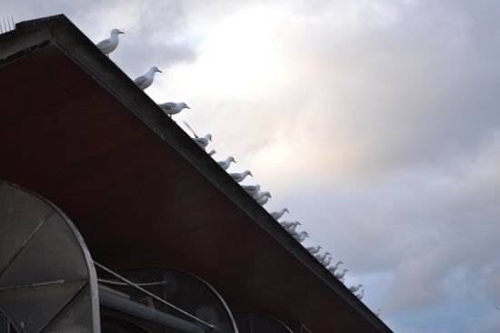 ...selbst für die Möwen