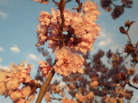Der Frühling ist da