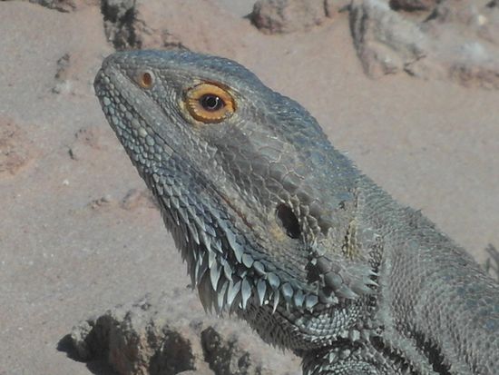 ...Tiere aller Art...