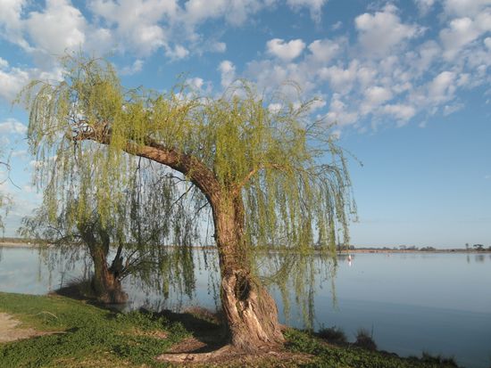 ...morgens am Cullulleraine Lake